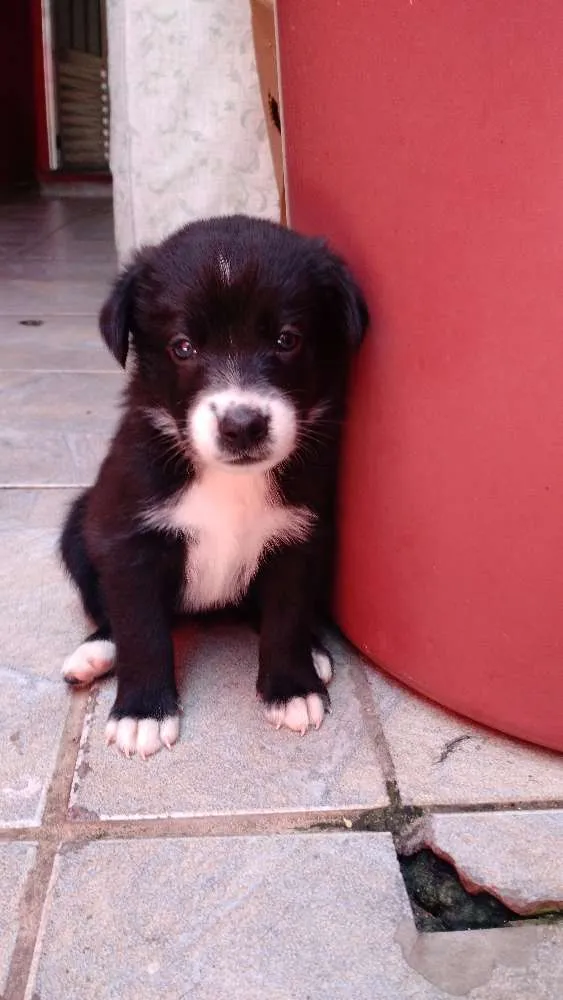 Cachorro ra a SRD idade Abaixo de 2 meses nome Toia