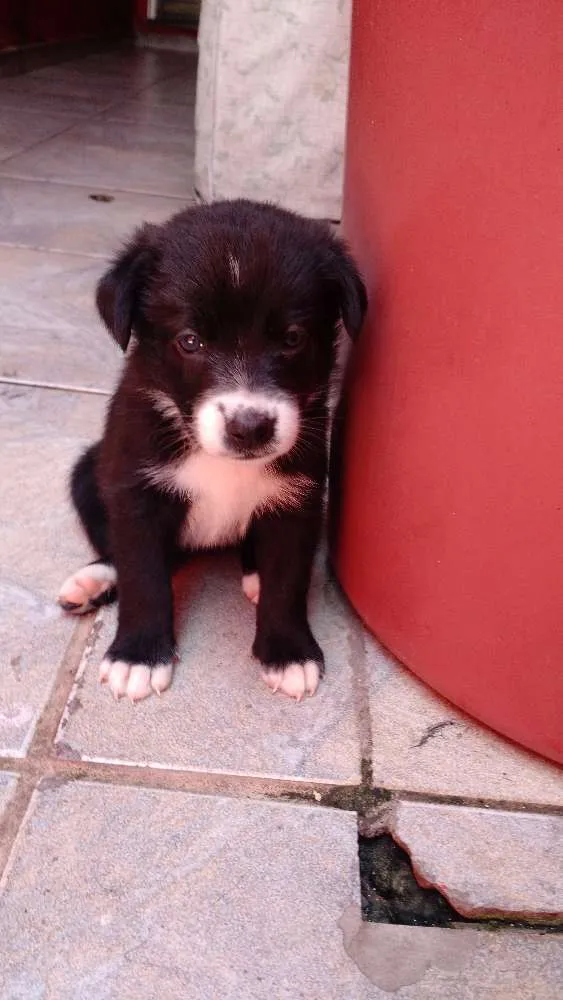 Cachorro ra a SRD idade Abaixo de 2 meses nome Toia