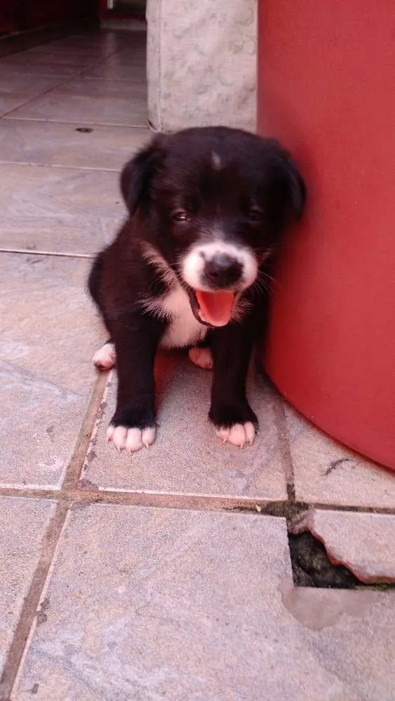 Cachorro ra a SRD idade Abaixo de 2 meses nome Toia