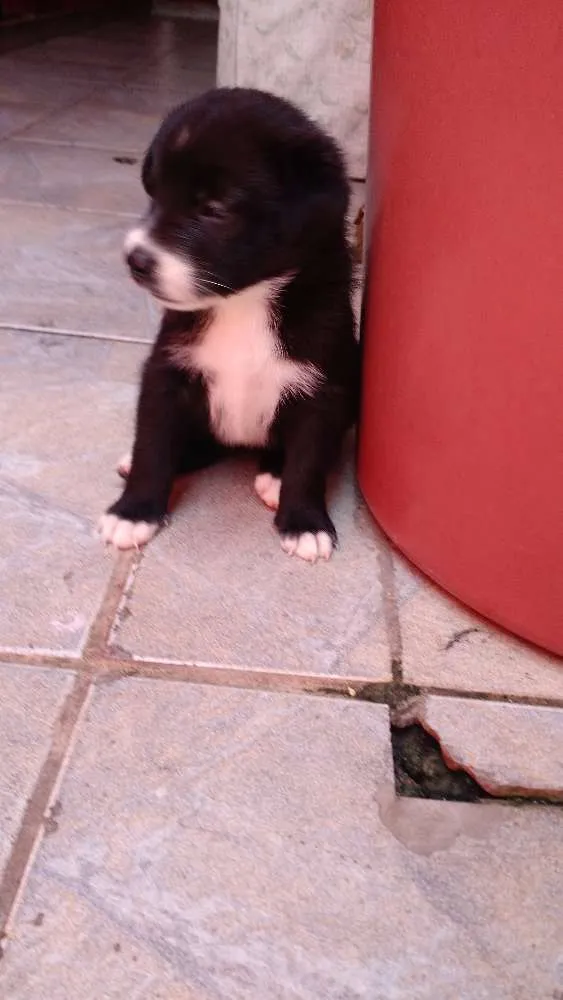 Cachorro ra a SRD idade Abaixo de 2 meses nome Toia