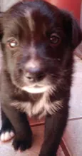 Evie