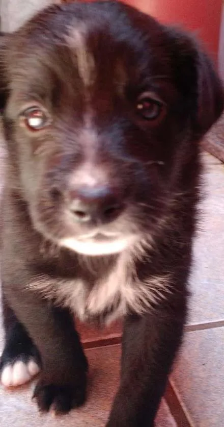 Cachorro ra a SRD idade Abaixo de 2 meses nome Evie