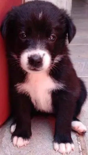 Cachorro raça SRD idade Abaixo de 2 meses nome Toia