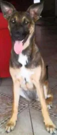 Cachorro raça SRD idade 7 a 11 meses nome Mel