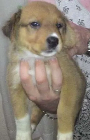 Cachorro ra a SRD idade Abaixo de 2 meses nome Tobias
