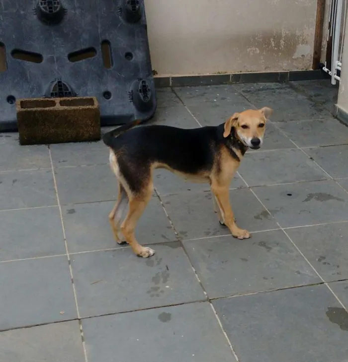 Cachorro ra a Vira lata idade 7 a 11 meses nome Pingo