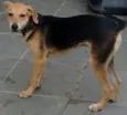 Pingo