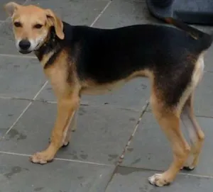 Cachorro raça Vira lata idade 7 a 11 meses nome Pingo