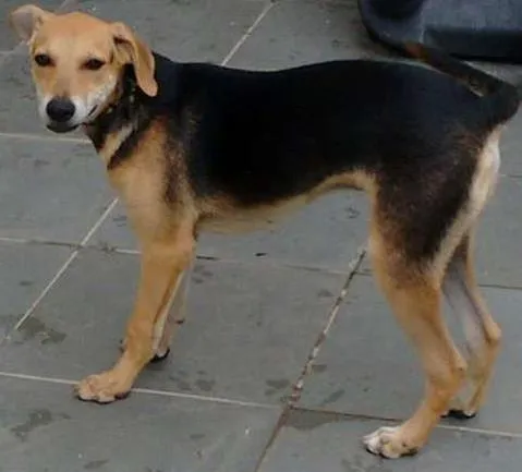 Cachorro ra a Vira lata idade 7 a 11 meses nome Pingo