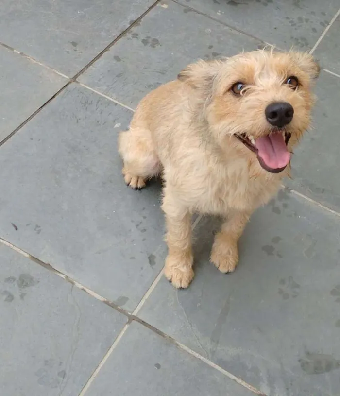 Cachorro ra a Vira lata idade 2 anos nome Pequena