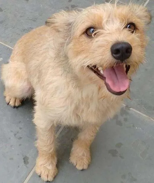 Cachorro ra a Vira lata idade 2 anos nome Pequena