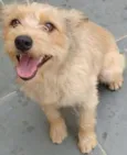Pequena
