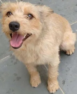 Cachorro raça Vira lata idade 2 anos nome Pequena