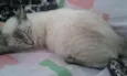 liza