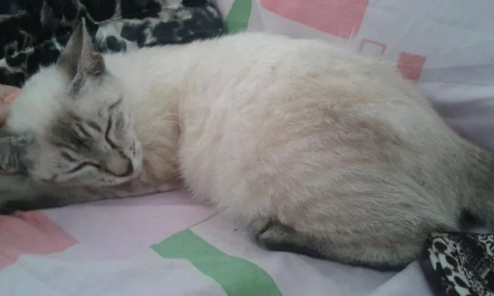 Gato raça  idade 2 a 6 meses nome liza