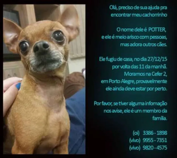 Cachorro ra a Pinscher idade 6 ou mais anos nome Potter GRATIFICA