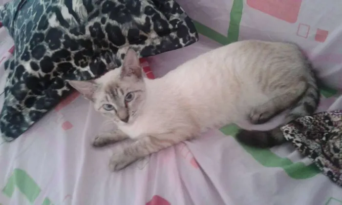 Gato raça  idade 2 a 6 meses nome liza