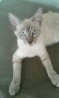 liza