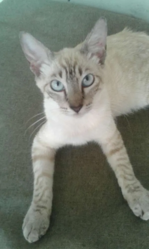 Gato raça  idade 2 a 6 meses nome liza
