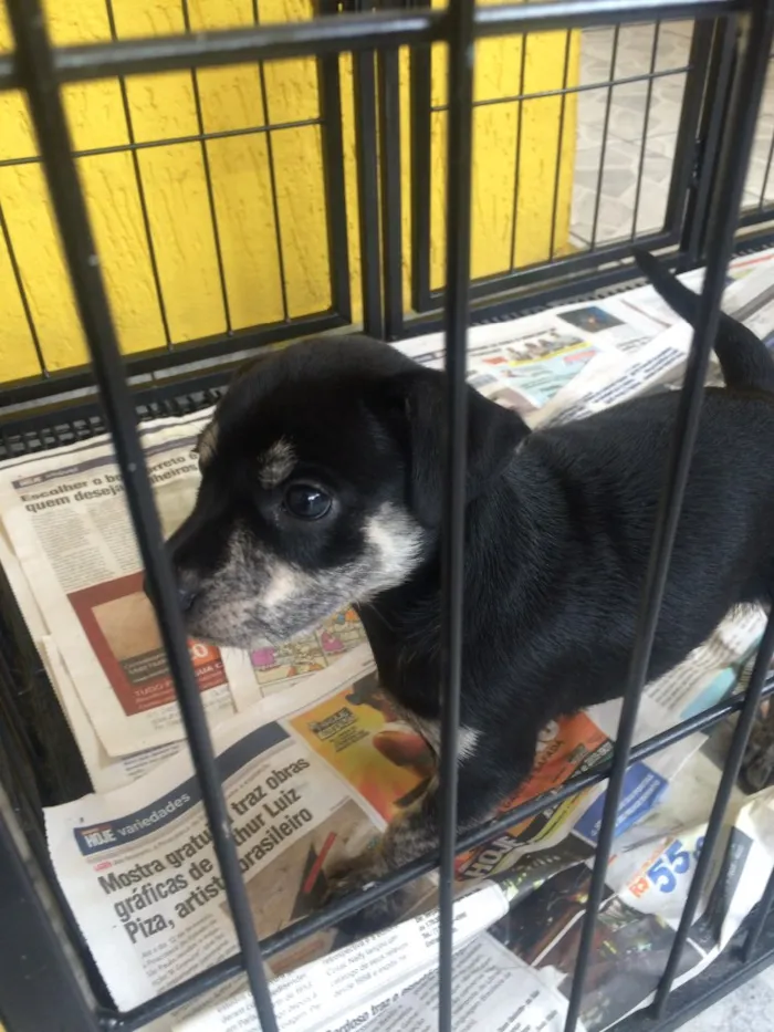 Cachorro ra a não definida  idade Abaixo de 2 meses nome lindinhos