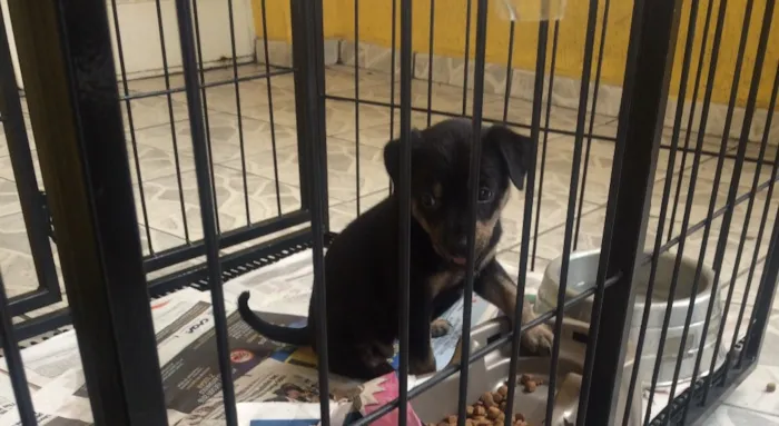 Cachorro ra a não definida  idade Abaixo de 2 meses nome lindinhos