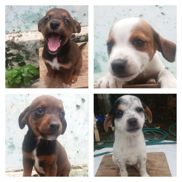Cachorro ra a  idade 2 a 6 meses nome Sem nome 