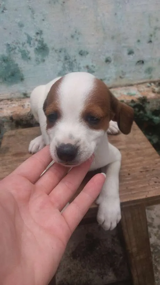 Cachorro ra a  idade 2 a 6 meses nome Sem nome 
