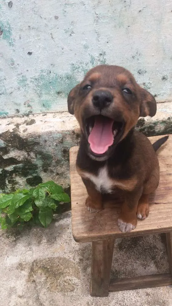 Cachorro ra a  idade 2 a 6 meses nome Sem nome 