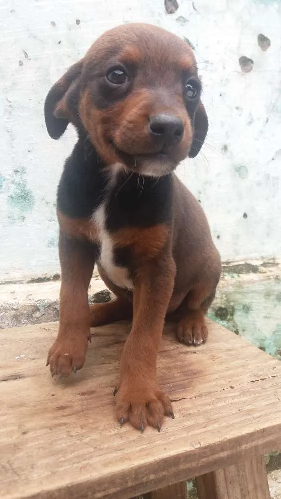 Cachorro ra a  idade 2 a 6 meses nome Sem nome 
