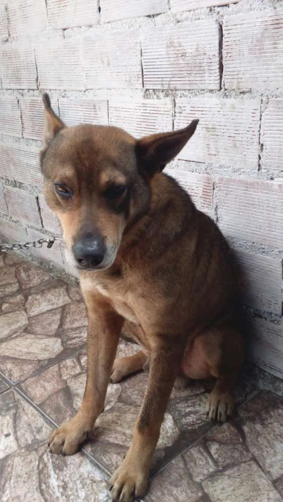 Cachorro ra a Não Definida idade 5 anos nome Urso