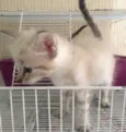 kiara e enzi