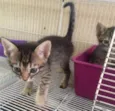 kiara e enzi