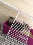 kiara e enzi
