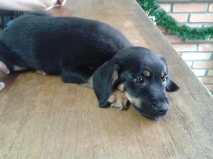 Cachorro ra a SRD idade 2 a 6 meses nome Natalina