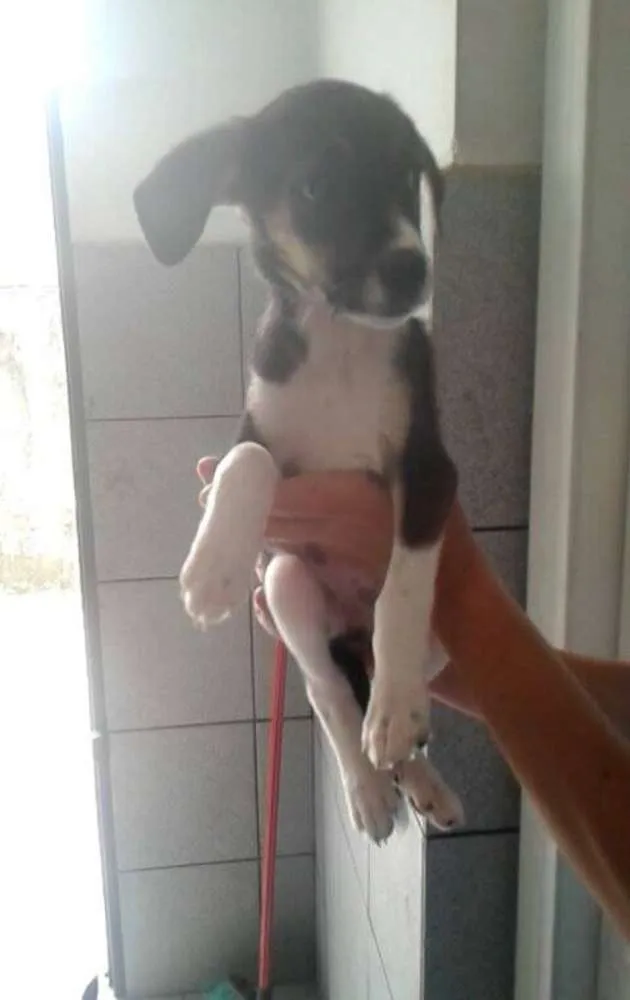 Cachorro ra a vira latas idade 2 a 6 meses nome gatah,thor,