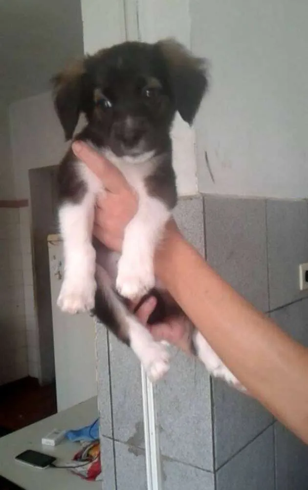 Cachorro ra a vira latas idade 2 a 6 meses nome gatah,thor,