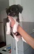 gatah,thor,