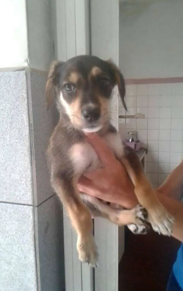 Cachorro ra a vira latas idade 2 a 6 meses nome gatah,thor,