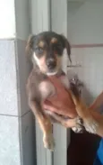gatah,thor,