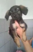 gatah,thor,