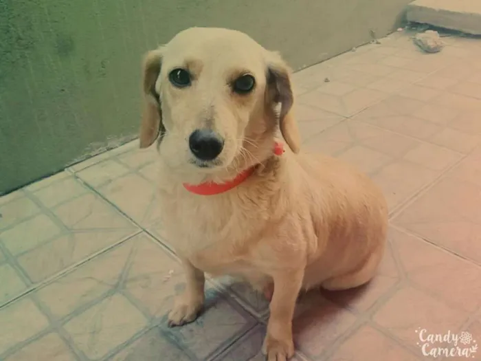 Cachorro ra a  idade 4 anos nome Princesa