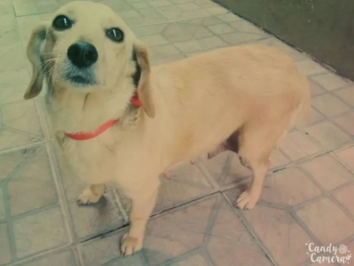 Cachorro ra a  idade 4 anos nome Princesa