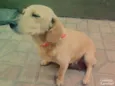 Princesa