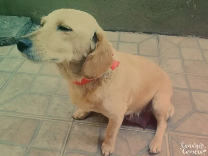 Cachorro ra a  idade 4 anos nome Princesa