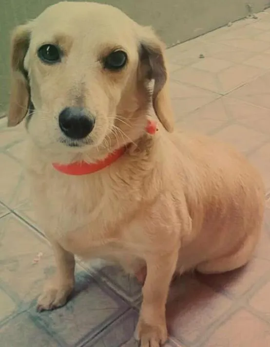 Cachorro ra a  idade 4 anos nome Princesa