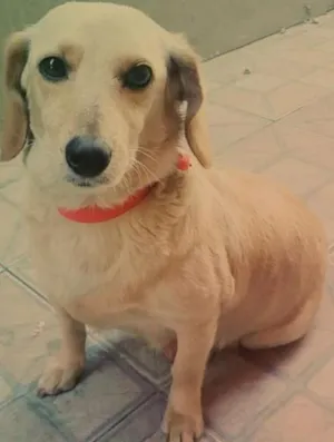 Cachorro raça  idade 4 anos nome Princesa