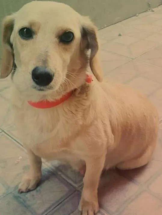Cachorro ra a  idade 4 anos nome Princesa