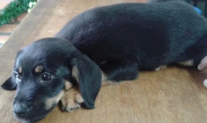 Cachorro ra a SRD idade 2 a 6 meses nome Natalina
