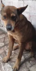 Urso