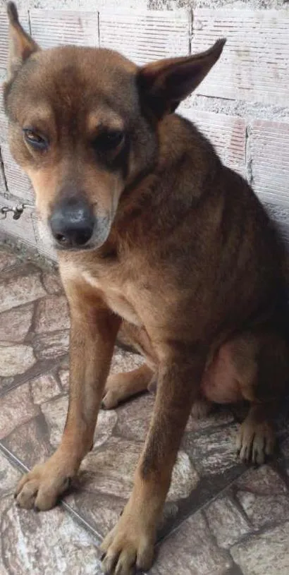 Cachorro ra a Não Definida idade 5 anos nome Urso